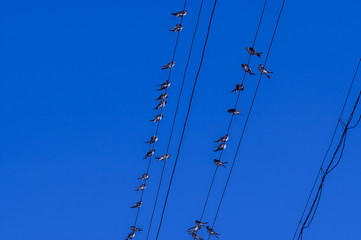 Group of swallow or martin, Delichon urbica to sit on metal wire relax and associate, Plana...