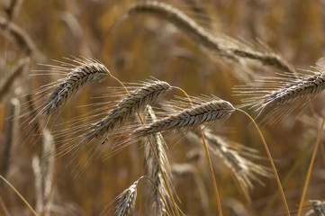 Ripe golden wheat on a summer field in Plana mountain, Bulgaria