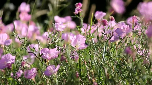 Pink evening primrose