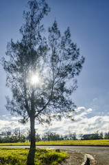 Obraz premium Village Morning Sunlight