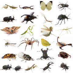 group of european insects - obrazy, fototapety, plakaty