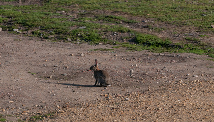wild rabbit