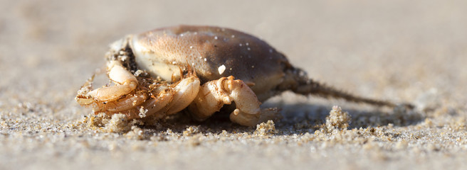 Small crab