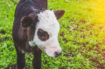 Calf bull cow in the pen of a village