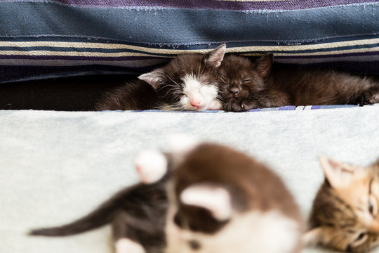 Two Kittens Between Cushions On A Blue Couch