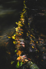 Golden falling leaves on the waterfall rock.