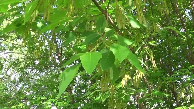 Ash Tree Flowers and fruits. Branches of fraxinus exelsior tree in the wind. Video HD Shooting of static camera.
