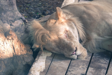 Lion sleeping on wood table near a tree in the park in sunny day, feeling relax