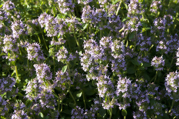 Thyme