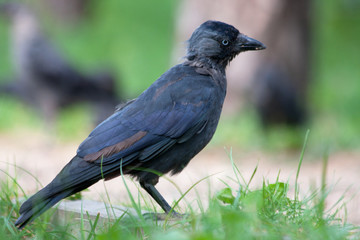 Single, popular, very smart urban Jackdaw (Corvus monedula)