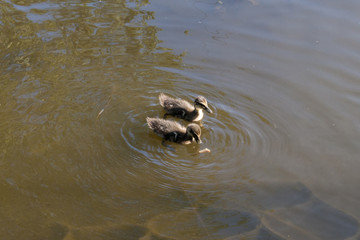 Duckling