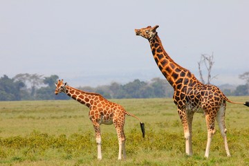Giraffenfamilie