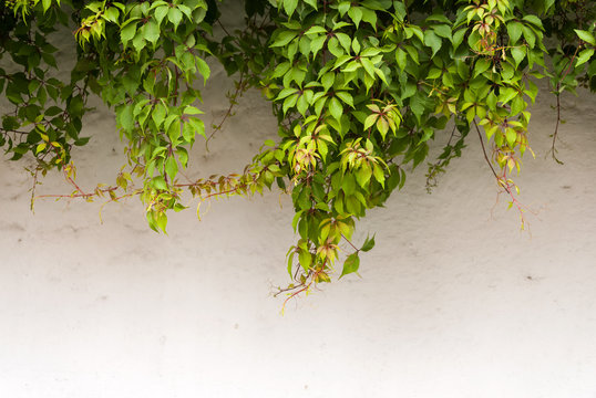 The green ivy on a stone wall, a beautiful background. Antigua Guatemala © Byron Ortiz