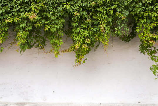 The green ivy on a stone wall, a beautiful background. Antigua Guatemala © Byron Ortiz