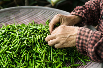 Fresh Chilli green and farmer hands for sale At the market