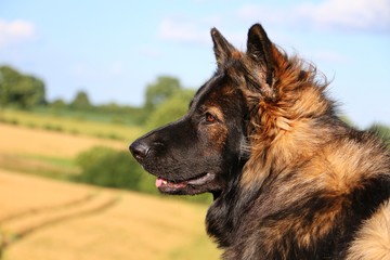 Schäferhund Portrait mit Kornfeld