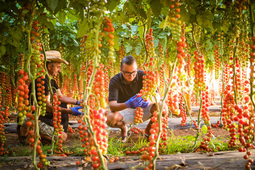 Obraz na płótnie Canvas Farmers two men checking cherry tomato plants in greenhouse