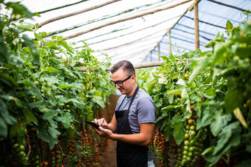 Young man farmer checking the sales online vegetables tomatoes on tablet on greenhouse