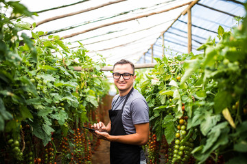 Obraz premium Young man agronom checking the state of vegetables tomatoes on tablet on greenhouse