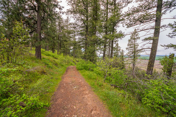 Obraz premium A path in the fairy green forest. Kamiak Butte State Park, Whitman County, Washington, USA
