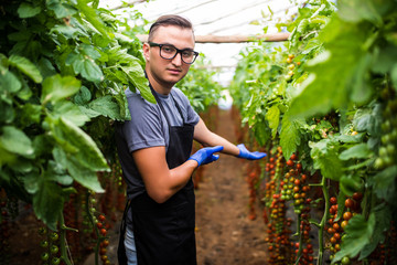 Young man demonstrate the harvest of tomatoes in greenhouse