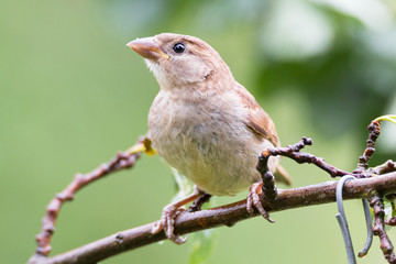 Spatz