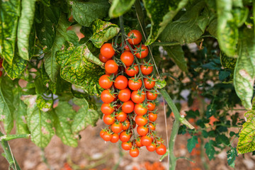 Branch of fresh cherry tomatoes hanging on trees in greenhouse