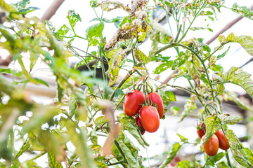 Red and green peppers growing in the garden