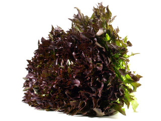 Krause Endivie - braun