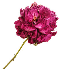 Dry flower of a purple peony. Isolated on white background