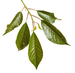 Leaves of a cherry tree on a branch. Isolated on white background
