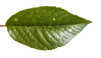 Leaves of a cherry tree on a branch. Isolated on white background