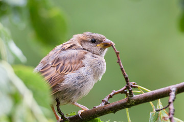 Spatz
