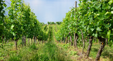 Fototapeta na wymiar Green Vineyards between Meersburg and Hagnau at the Lake Constance, Germany