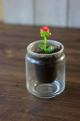 Small kalanchoe homeplant in a transparent pot. Red Kalanchoe flower