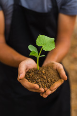 Human hands holding green small plant new life concept