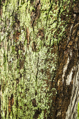 Tree Moss