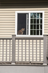 Cat in the WIndow