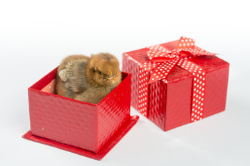 Little brown chicken baby in the red box with bow isolated over white background