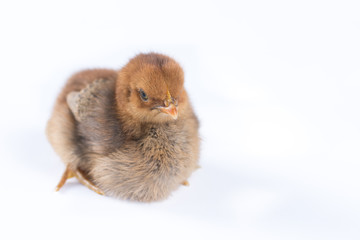 Small young little brown chicken isolated over white background.