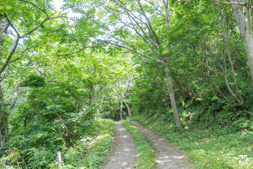 Fototapeta premium 山道