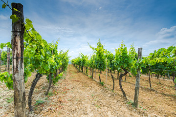 Fototapeta na wymiar Rows of grape vine in fields