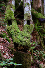 Dragon like broken tree covered with moss in Carpathian forest