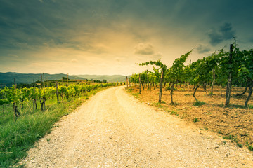 Countryside road in vineyards