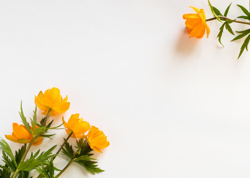 Globe Flowers or Trollius Europaeus