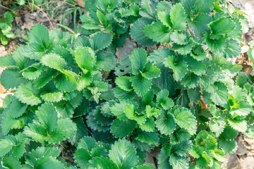 Strawberry Plant