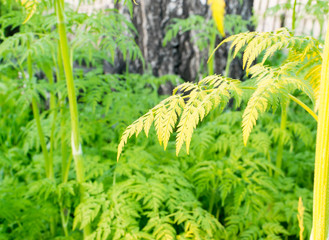 Summer Green Grass
