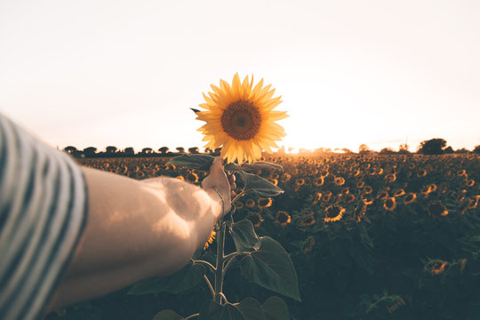Primo piano mano che tiene un girasole di fronte al sole