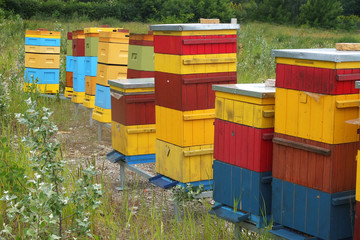 Colorful hives for bees © Pawel Horazy