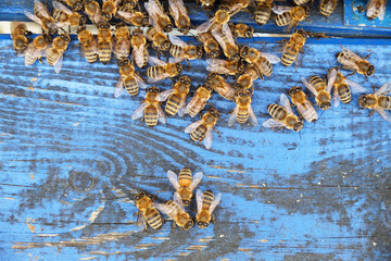 Bees enter the hive